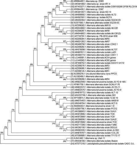 Phylogenetic Tree Based Upon CLUSTALW Alignment Of Internal Transcribed