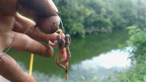 Cara Pakai Umpan Cacing Buat Mancing Nila Liar Youtube