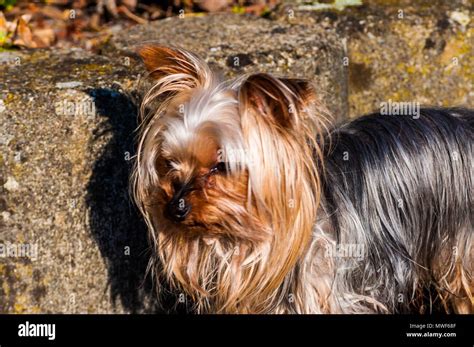 Photography of yorkshire terrier toy Stock Photo - Alamy