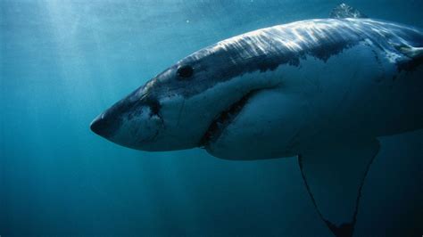 A 1 000 Pound Great White Shark Just Spotted Off Coast Of New Jersey