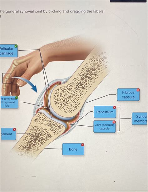 Solved He General Synovial Joint By Clicking And Dragging The Labels