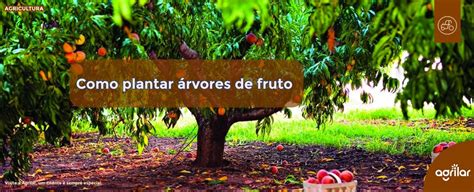 Como Plantar Rvores De Fruto