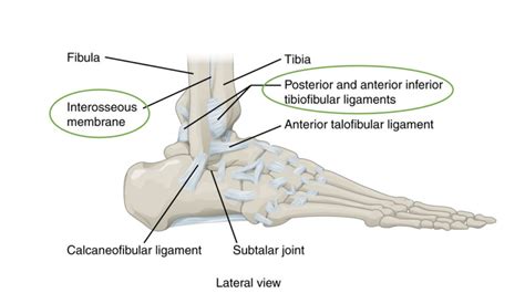 High Ankle Sprain Syndesmosis Injury Complete Physio