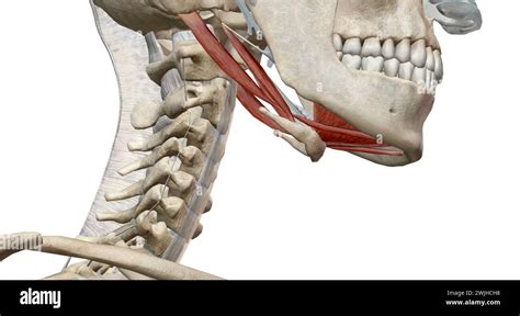 The Lateral Pterygoid Muscle Functions As The Sole Muscle Of