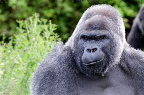 smiling gorilla 838882 Stock Photo at Vecteezy