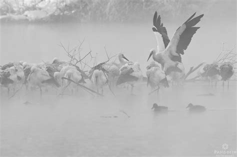 Storks In The Fog Pangolin Photo Safaris