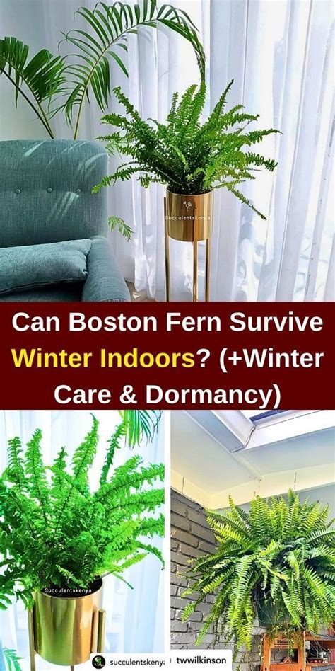 Boston Fern Winter Care Can It Survive Indoors In 2024 Boston Fern