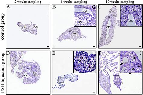 Frontiers New Insights Into The Role Of Follicle Stimulating Hormone