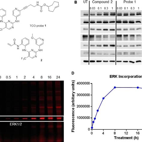 A Structures Of Probe And Compound B Immunoblots For Erk