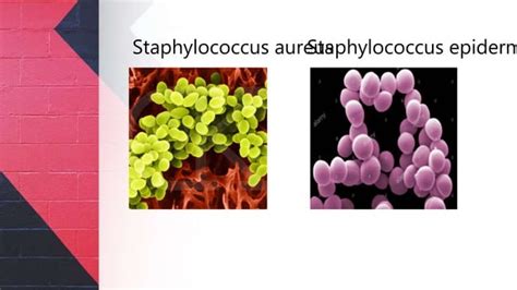 Gram Positive Cocci Ppt