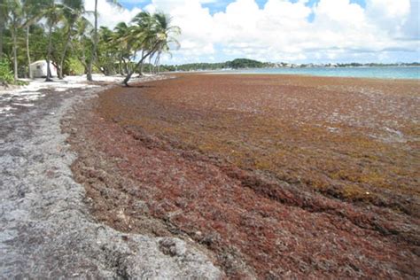 Invasion de sargasses et si ces algues servaient à éliminer le CO2 de