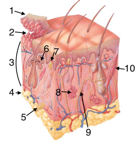 Uark Anatomy Final Exam Flashcards Quizlet