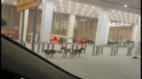 Dogs inside new Islamabad Airport lounge lead to manager's suspension