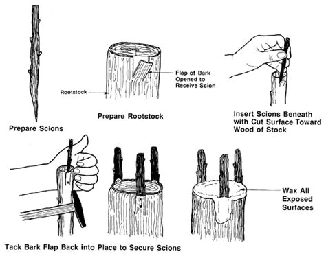 Grafting and Budding Nursery Crop Plants | NC State Extension Publications