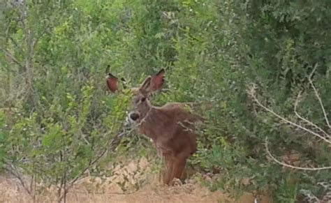 Oliver is a hiking hot spot | RVwest