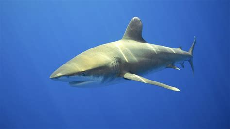 oceanic whitetip shark Wallpapers HD / Desktop and Mobile Backgrounds