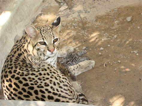 Escondido Jaguatirica Ocelote Ou Gato Do Mato Um Felino Flickr