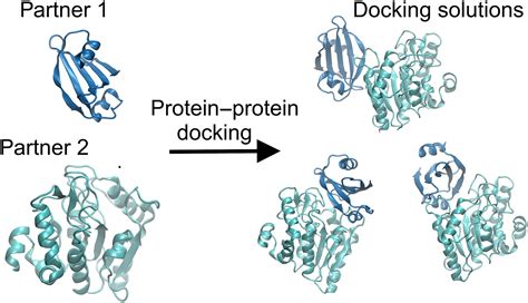 Computational Prediction Of Proteinprotein Binding Affinities