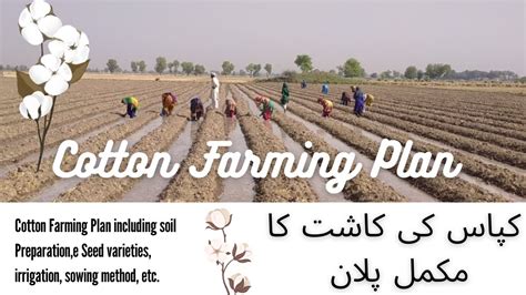 Cotton Cultivation In Pakistan A Comprehensive Guide To Kapas Ki Kasht