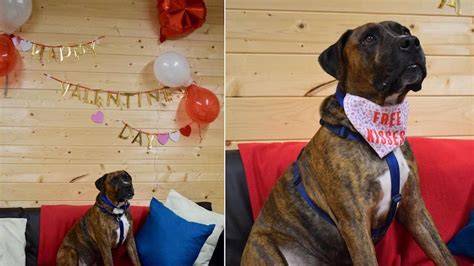 Ils Ont Organis Une F Te Pour La St Valentin Afin D Aider Un Chien