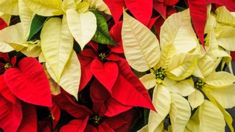 Qué significado tiene la flor de nochebuena en la Navidad Todo lo que