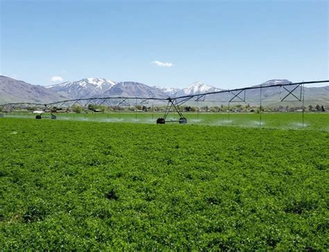 Alfalfa Hay 1st Crop Harward Farms