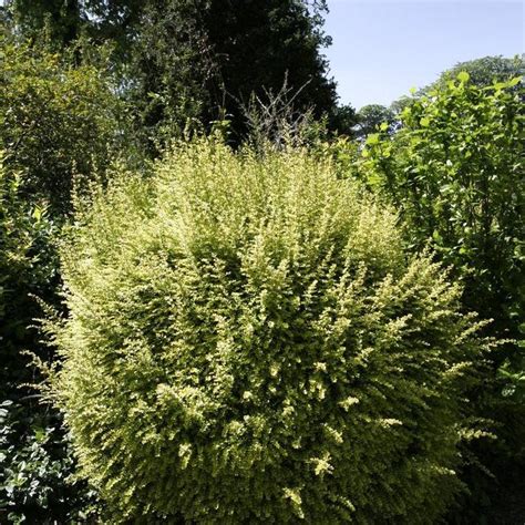 Chèvrefeuille planter et tailler Ooreka