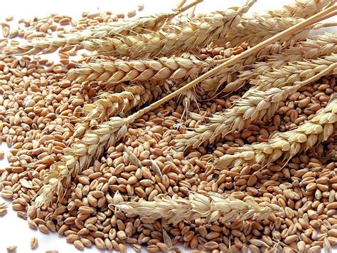 Corn, Grains, and Wheat Quiz | Britannica