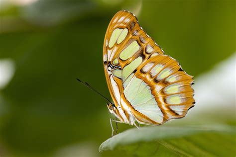 Malachite Butterfly · Tennessee Aquarium