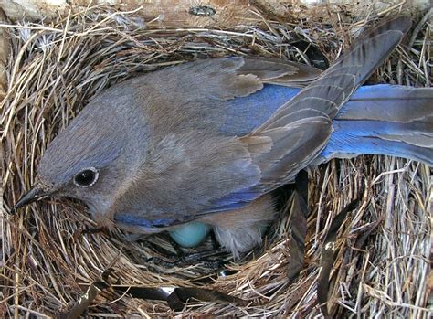 Western Bluebird Nest Box