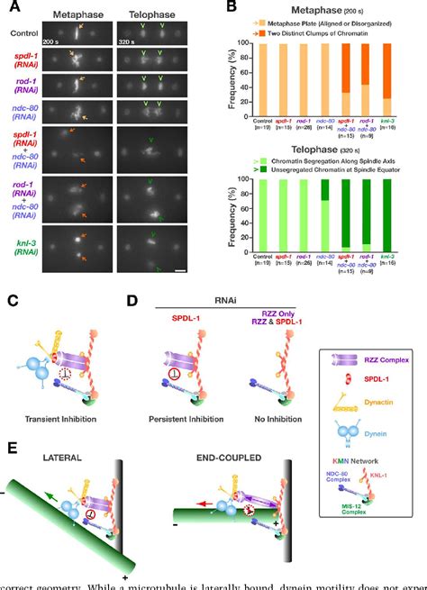 Figure From A New Mechanism Controlling Kinetochore Microtubule