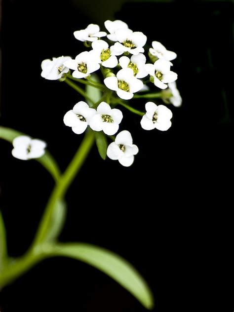 Lobularia Maritima Orange Tulips Flowers Alyssum