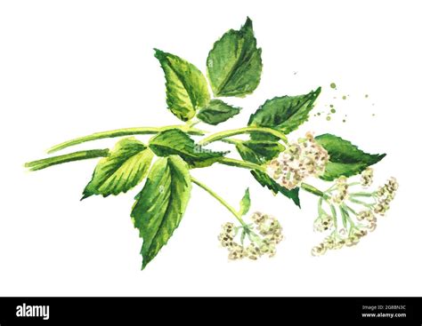 Medicinal Plant Aegopodium Podagraria Or Ground Elder Stem Flowers