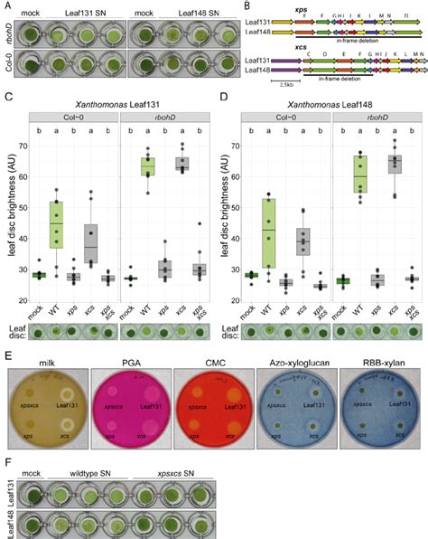 Type 2 Secretion System Xps Is Required For Leaf Tissue Degradation And