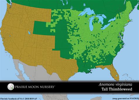 Anemone Virginiana Tall Thimbleweed Prairie Moon Nursery