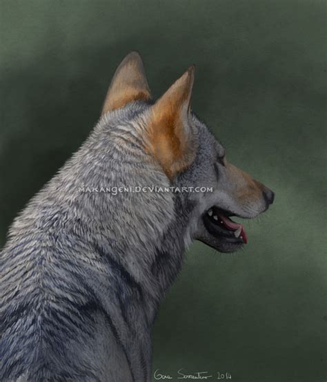 Italian Wolf 2 by makangeni on DeviantArt