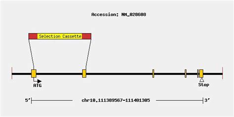 Glipr1 | Taconic Biosciences 