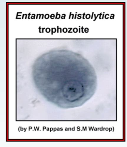 Parasitology Lecture 7 Pt 1 Entamoeba Invadens And Histolytica Flashcards Quizlet