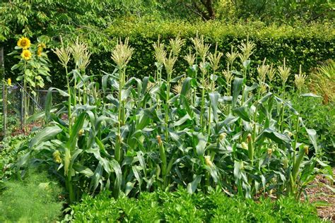 How To Grow Juicy Sweetcorn At Home 2024 Harvest Guide