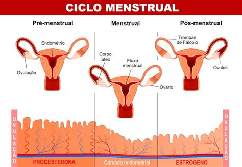 Menstruação o que é ciclo e ovulação Toda Matéria