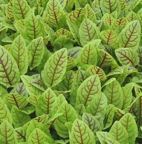 Fun And Grow Seeds Mmf Seeds Red Veined Sorrel Bloody Dock Non Gmo