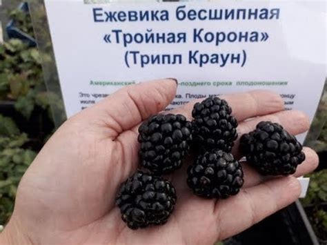 Ежевики (бесшипная) "Тройная корона" (Трипл Краун) Американский сорт ...