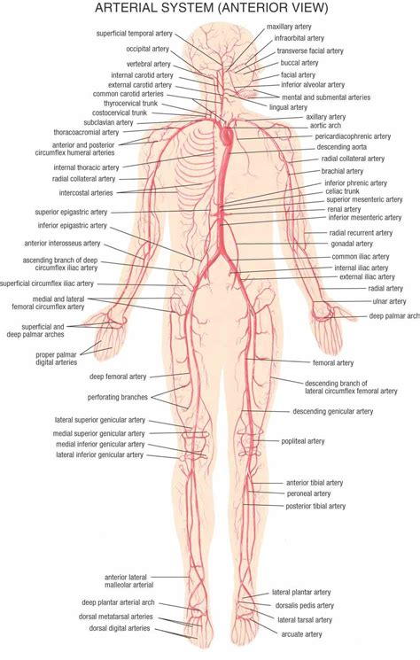 Anatomy Arteries And Veins | MedicineBTG.com