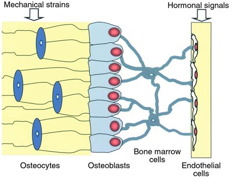 Osteocyte Cell Diagram