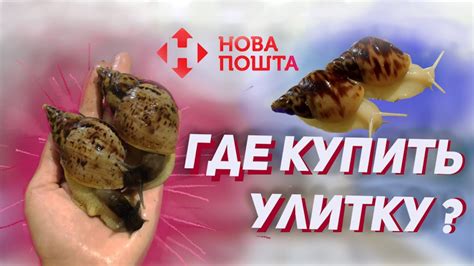 КУПИТЬ УЛИТКУ АХАТИНУ || ГДЕ КУПИТЬ УЛИТКУ ||КУПИТЬ ЯЙЦА УЛИТОК ...