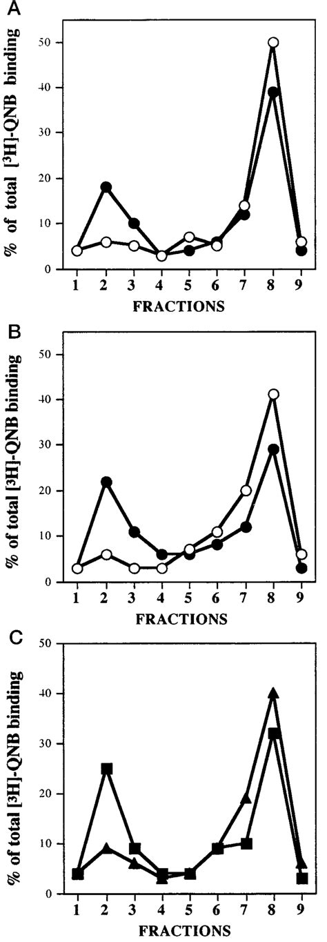 Agonist Induced Translocation Of Muscarinic Receptors In Cardiac