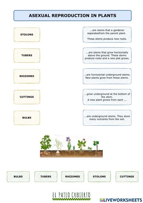 Sexual And Asexual Reproduction Gcse Biology Beyond Worksheets Library