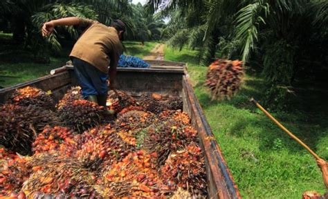 F Oil Palm To Invest Inr Cr To Set Up Integrated Oil Palm Factory