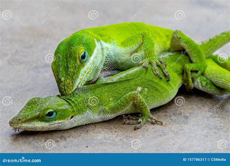 Carolina Anole, or Green Lizards, Mating Stock Image - Image of ...