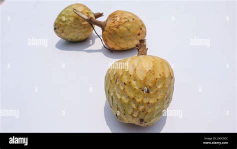 Ramphal Also Known As Wild Sweetsop Annona Reticulata Ram Falwild